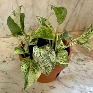 Marble Queen Pothos Cutting
